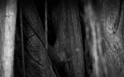 Et si « mère-nature » était la réponse à la violence ?